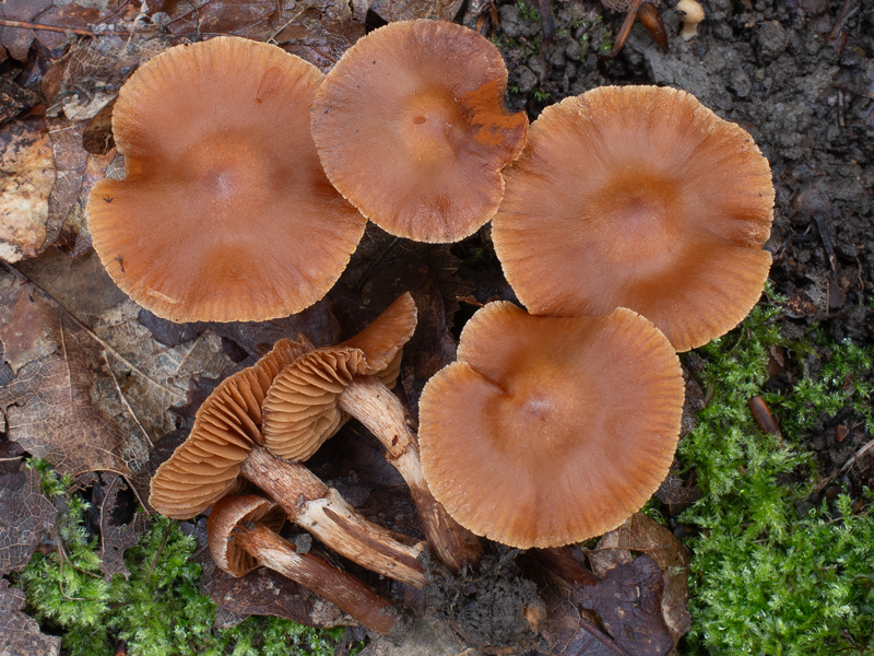 Cortinarius hinnuleus Cortinarius hinnuleus